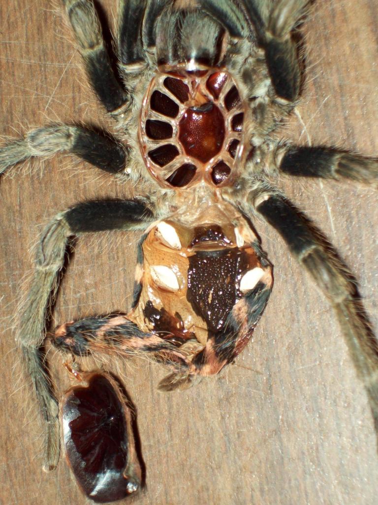 Cyclosternum fasciatum