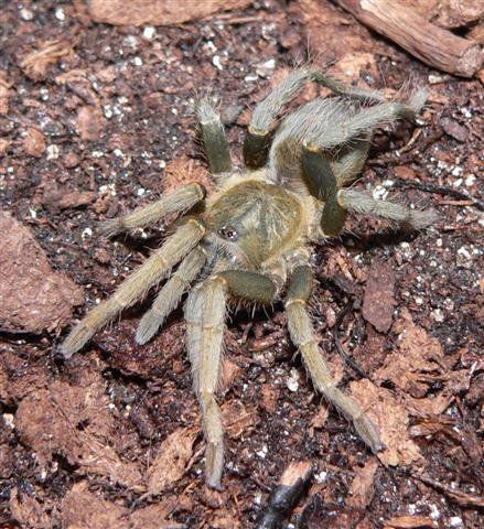 Cyclosternum sp. "Columbia" / "Meta"