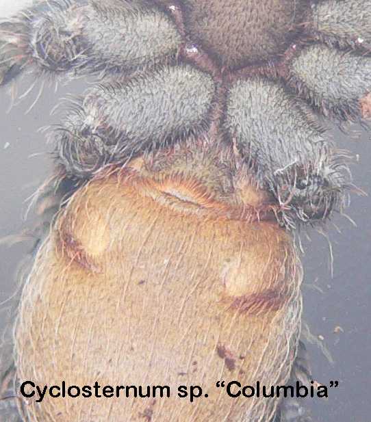 Cyclosternum sp. "Columbia"