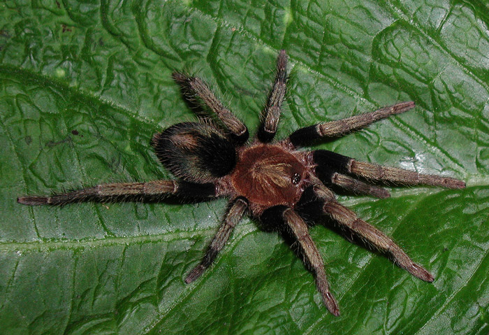 Cyclosternum sp. "Machala"