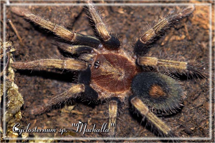 Cyclosternum sp. "Machalla"