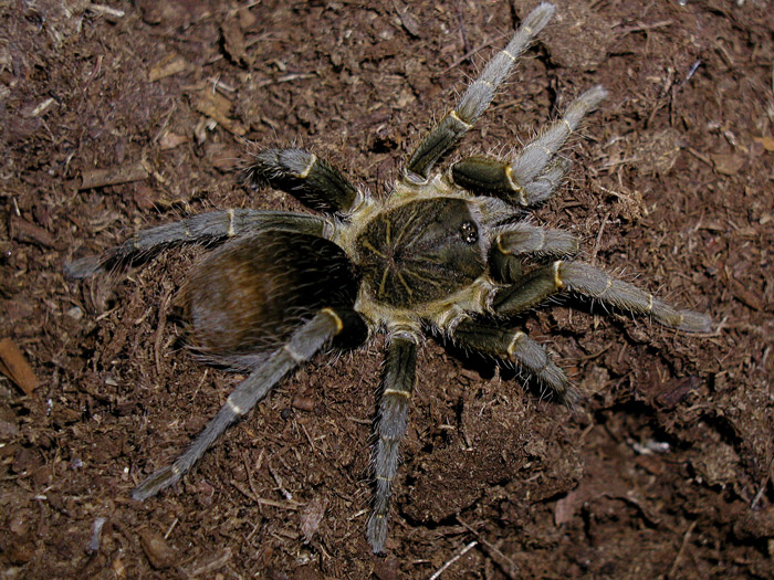 Cyclosternum sp. "Meta"