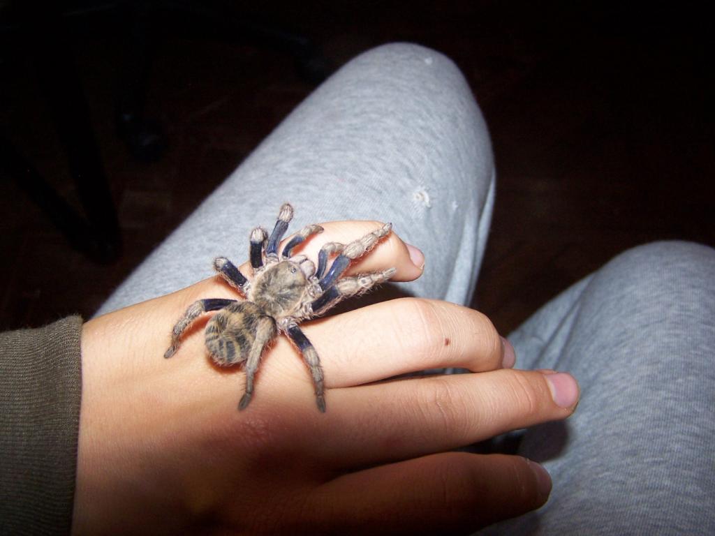 cyclosternum sp peru from andes