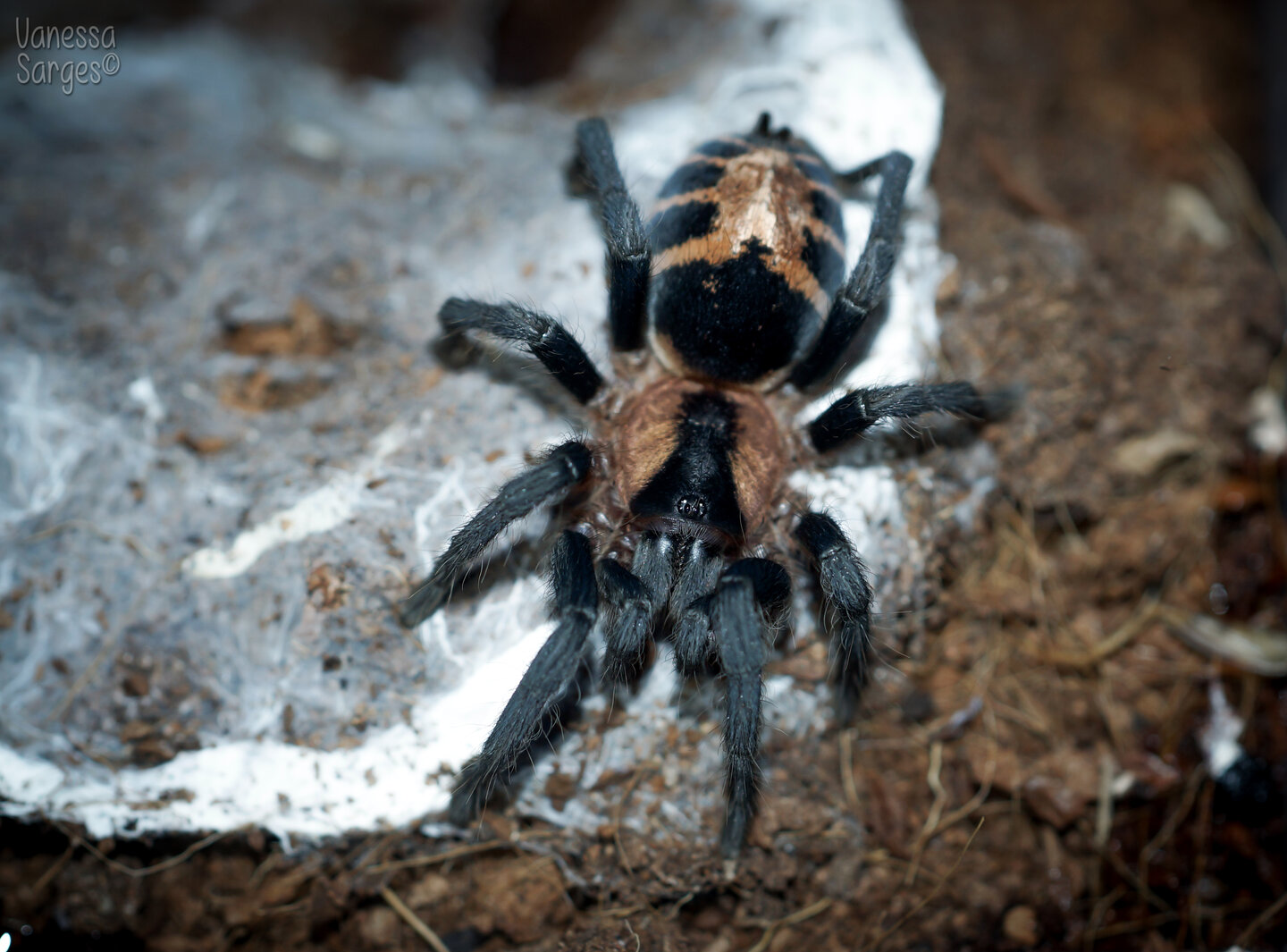 Cyriocosmus bicolor Adult Female