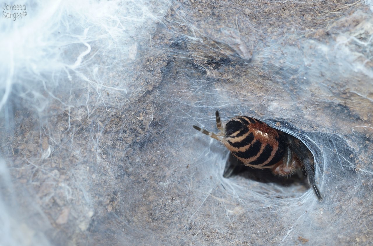 Cyriocosmus bicolor (formerly chicoi) Adult Female