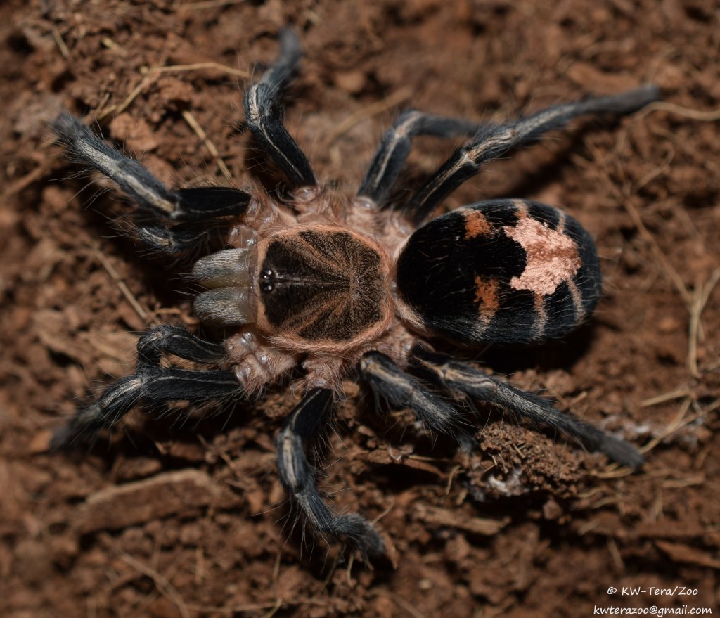 Cyriocosmus cf. leetzi, Venezuela - 0,1