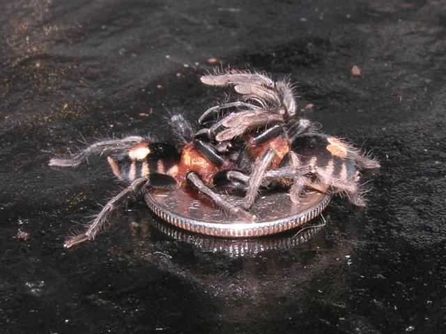 Cyriocosmus Elegans Mating on a Dime