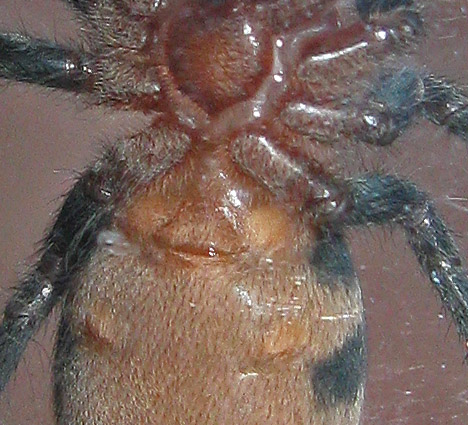 Cyriocosmus elegans