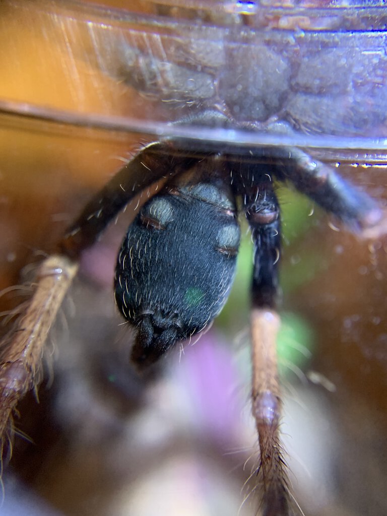 Cyriocosmus giganteus 3” dls