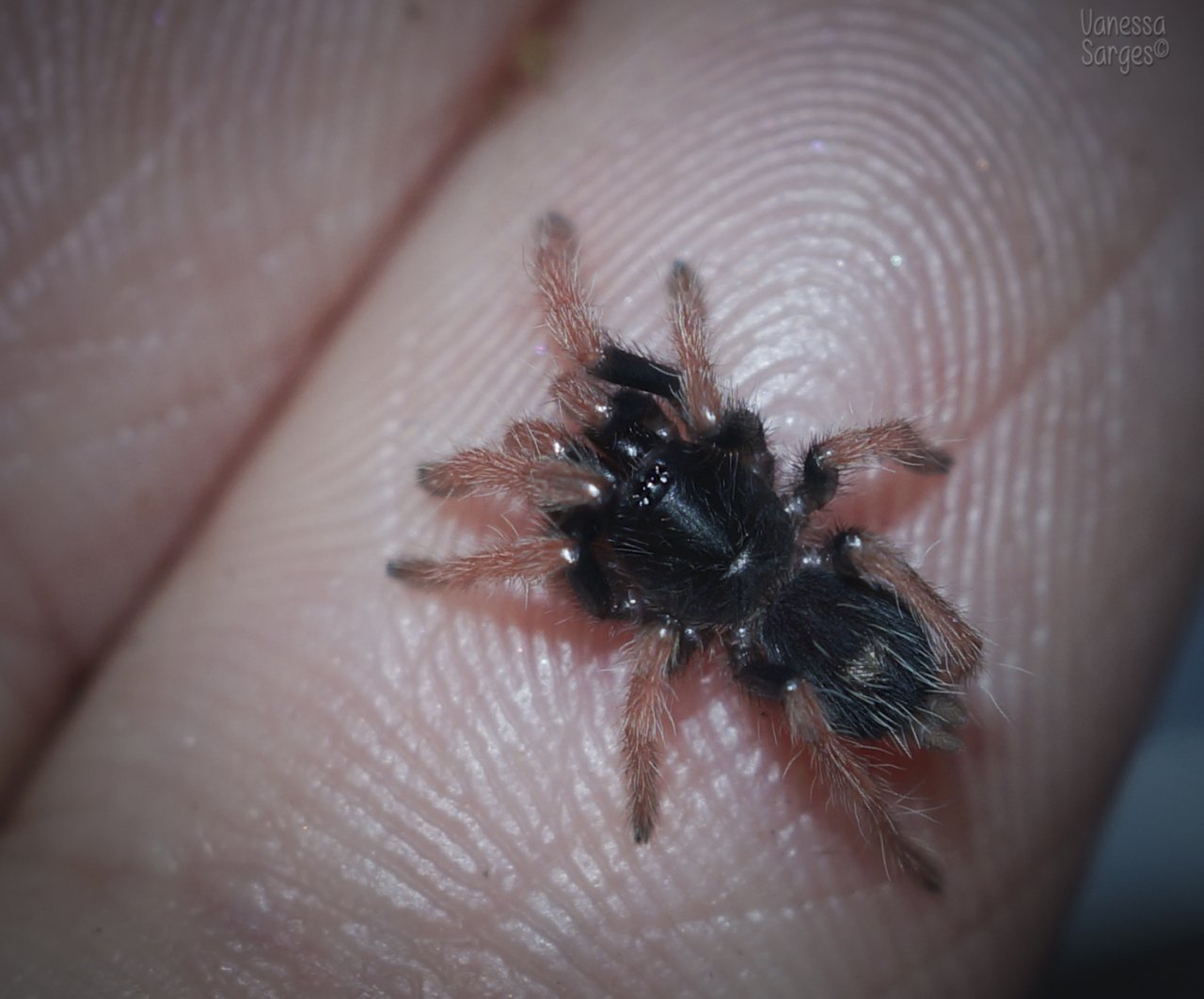 Cyriocosmus giganteus Spiderling