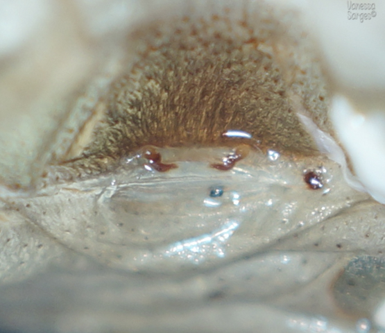 Cyriocosmus giganteus Sub-Adult Female - 2.25"