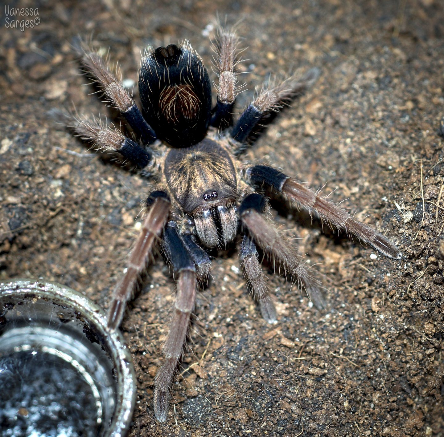 Cyriocosmus giganteus Sub-Adult Female ~2.5"