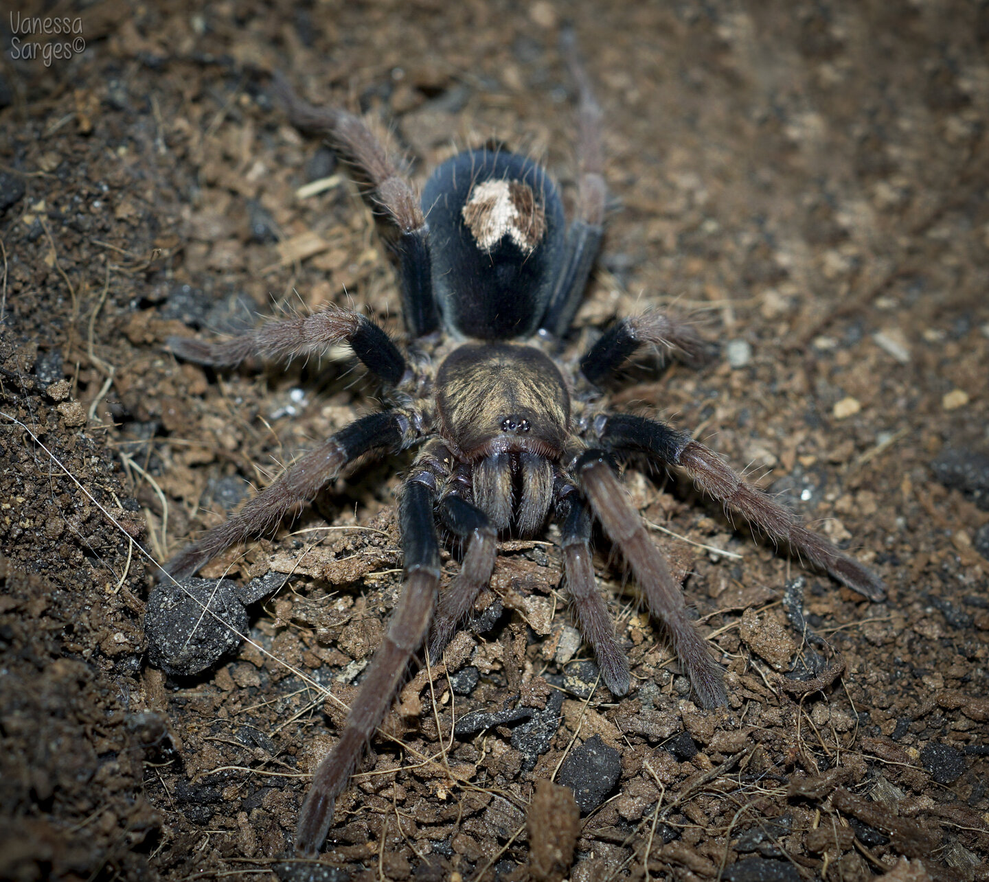 Cyriocosmus giganteus Sub-Adult Female