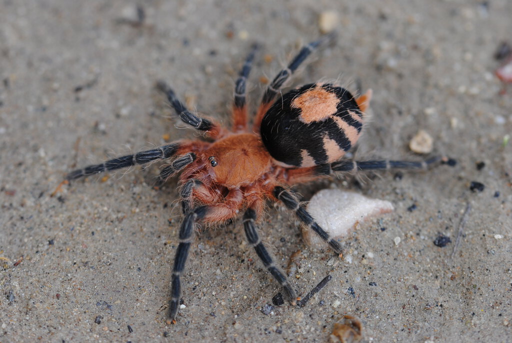 Cyriocosmus perezmilesi - Female