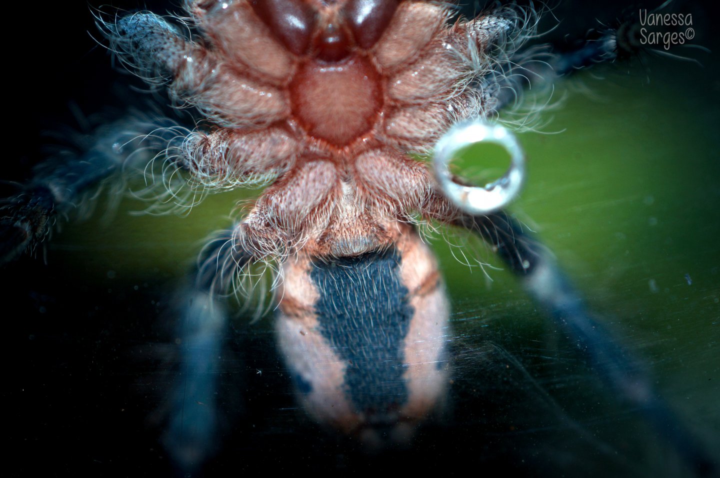 Cyriocosmus ritae Female - ~2"