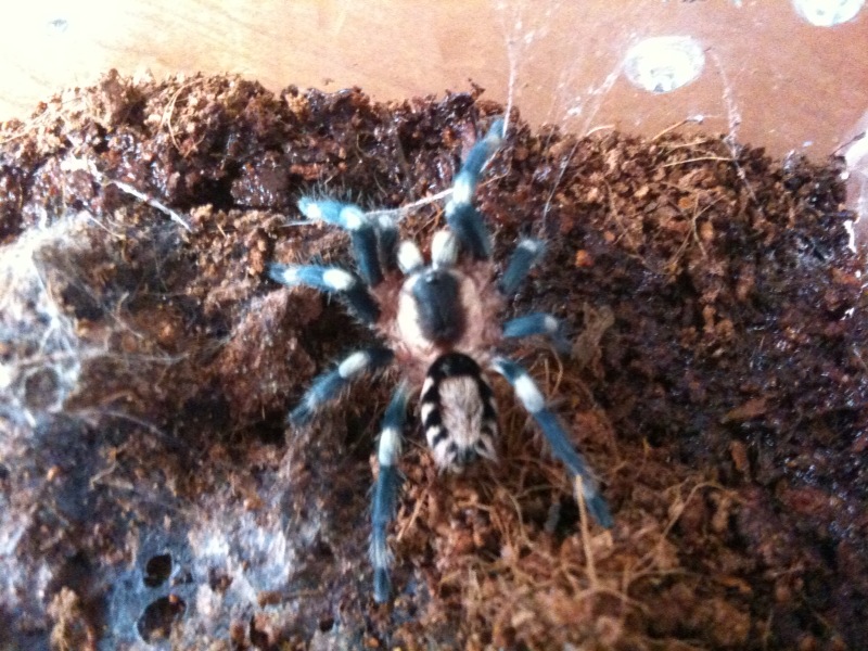 Cyriocosmus ritae Female