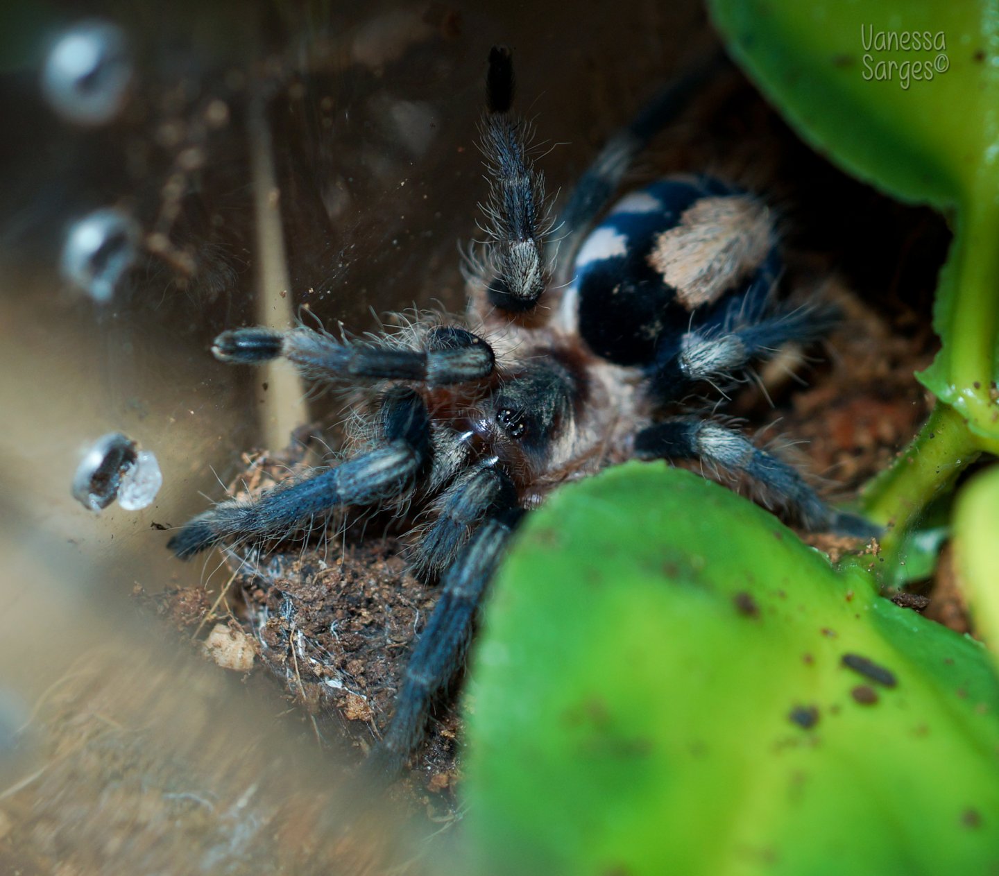 Cyriocosmus ritae Sub-Adult Female - ~2"