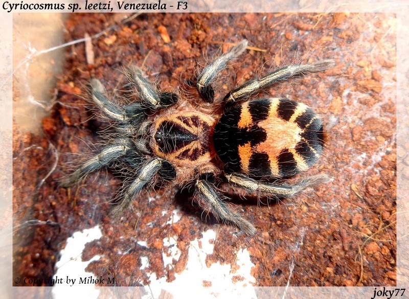Cyriocosmus sp. leetzi; Venezuela - State of Táchira, F3