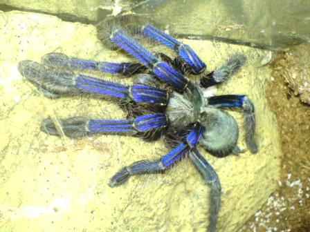 Cyriopagapus sp. "blue"
