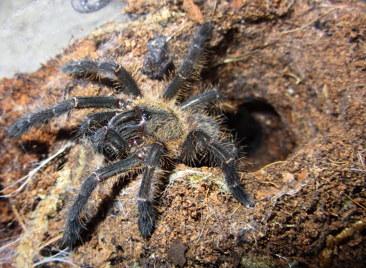 Cyriopagopus (Ex. Haplopelma) doriae