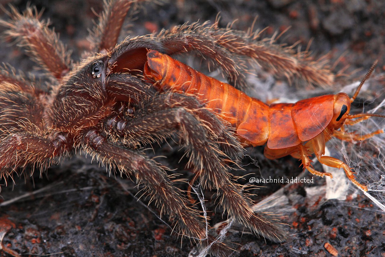 Cyriopagopus hainanus.