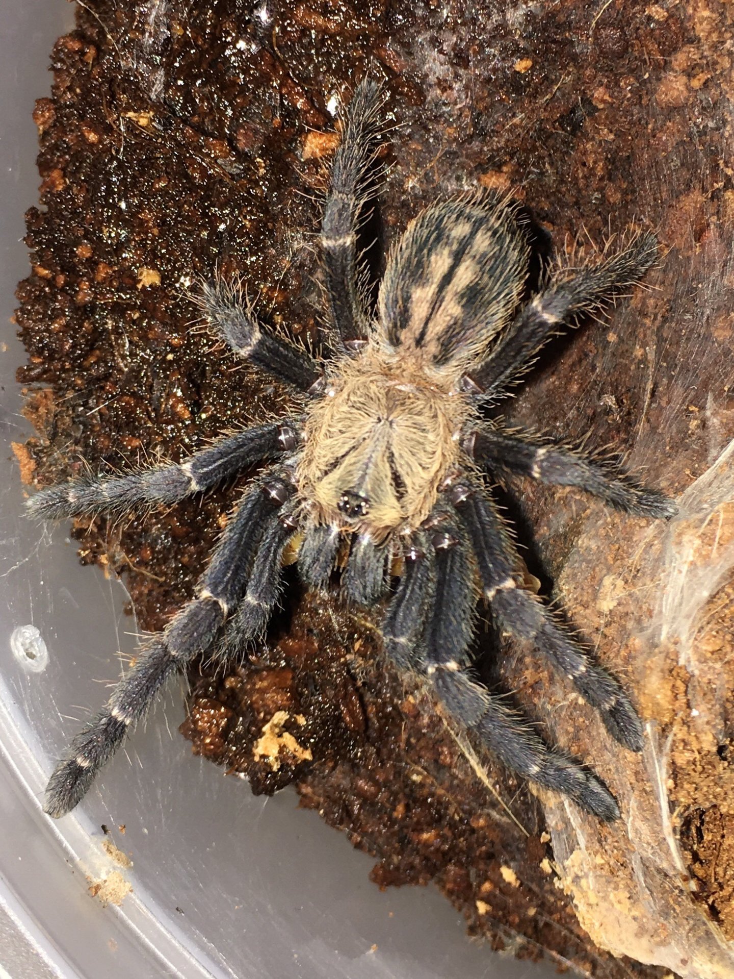 Cyriopagopus/Haplopelma sp. bach ma