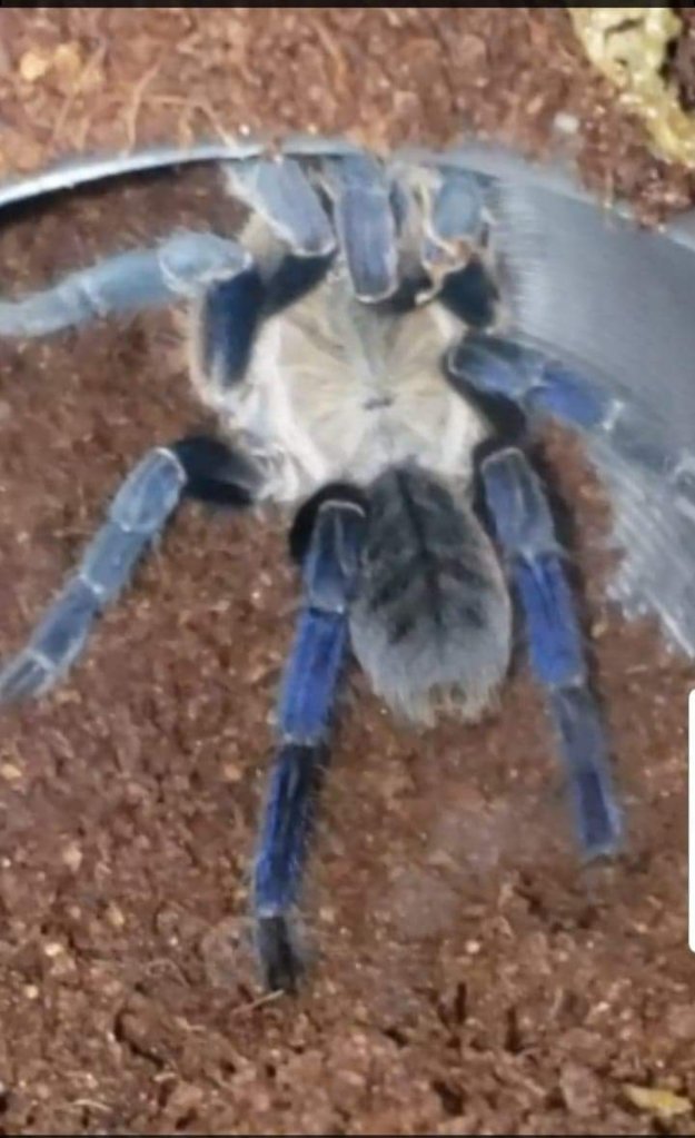 Cyriopagopus ID Request [1/2]