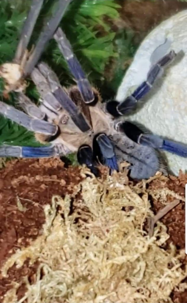 Cyriopagopus ID Request [2/2]