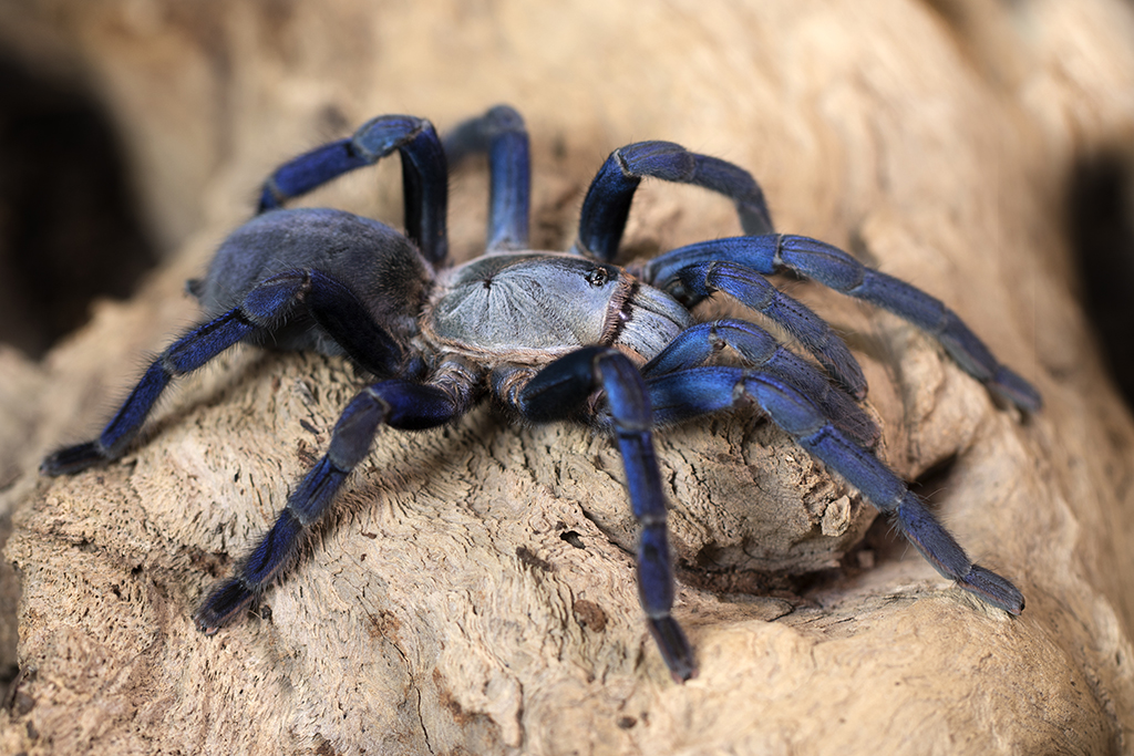 Cyriopagopus lividus - Cobalt Blue