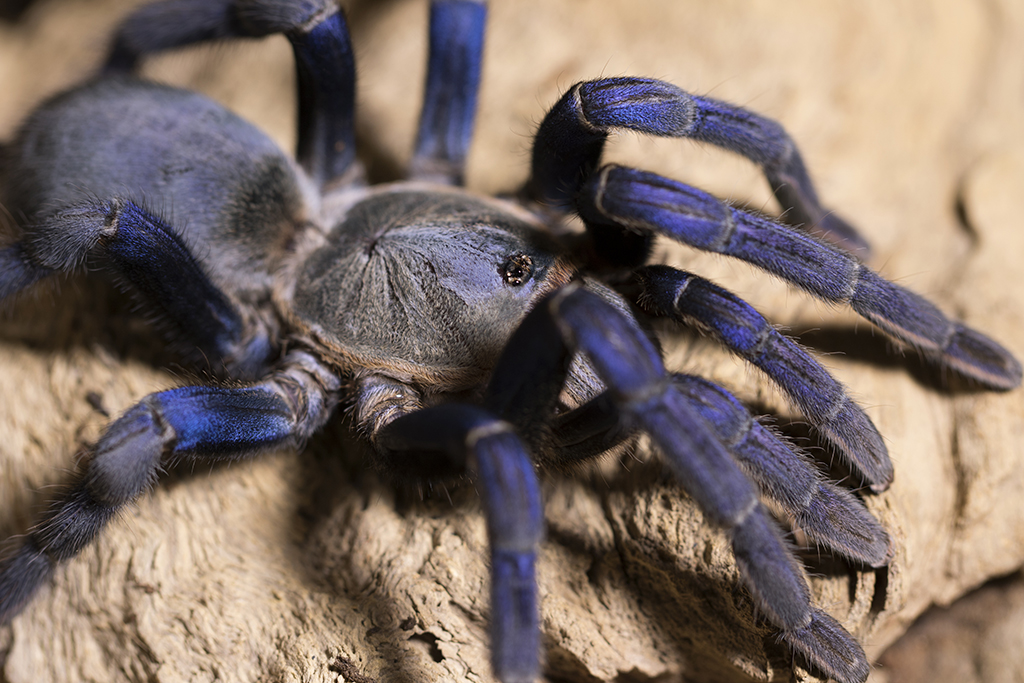 Cyriopagopus lividus - Cobalt Blue