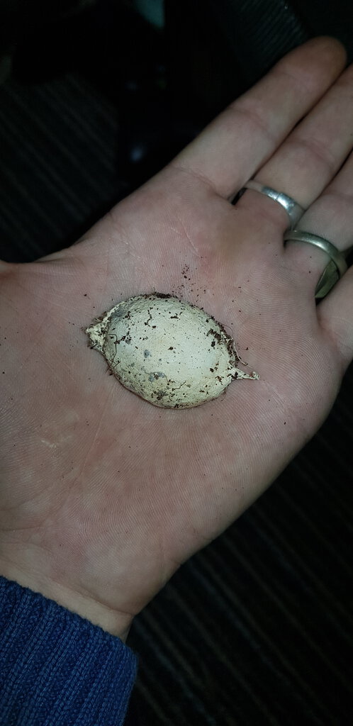 Cyriopagopus lividus eggs