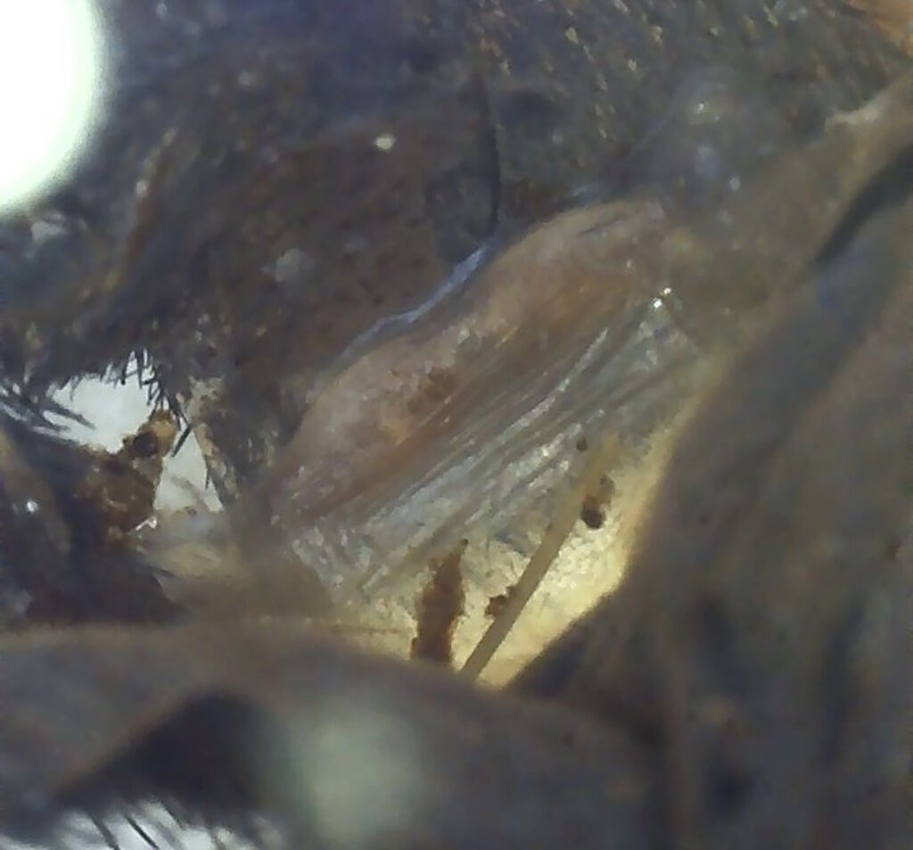 Cyriopagopus lividus spermatheca, 4” molt.