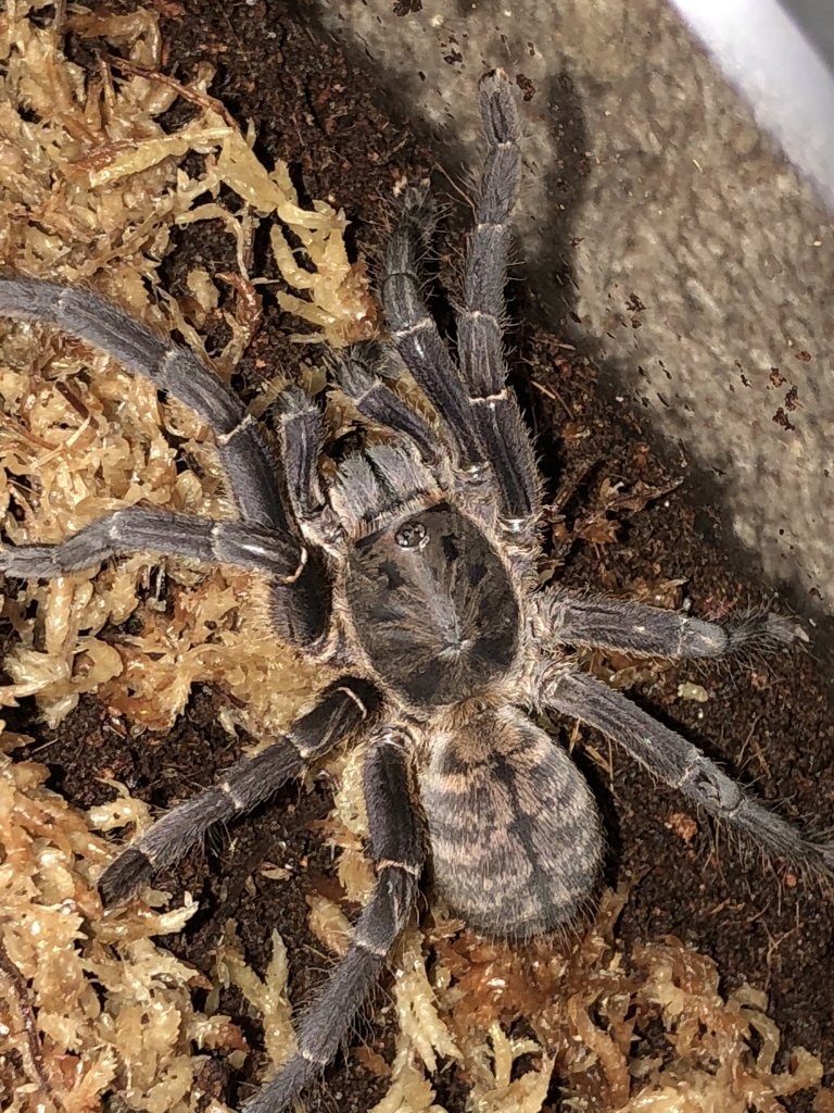 Cyriopagopus longipes?