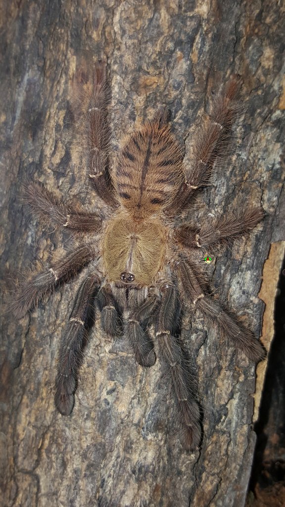 Cyriopagopus schioedtei (Malaysian Earth Tiger)