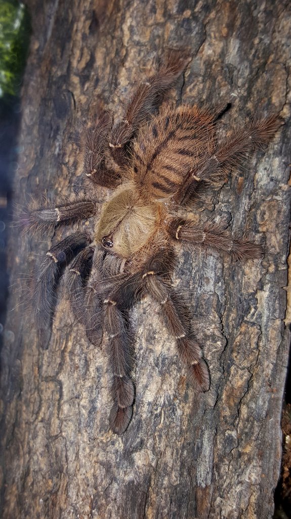 Cyriopagopus schioedtei (Malaysian Earth Tiger)