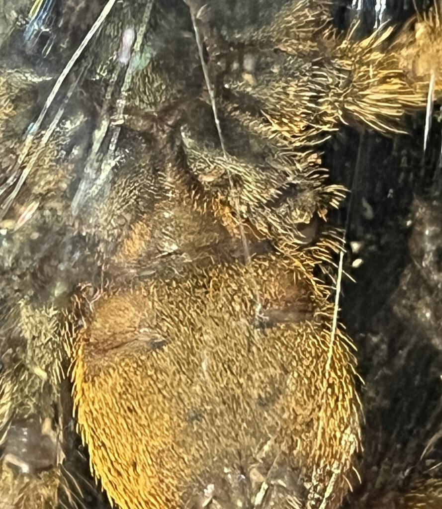 Cyriopagopus schmidti specimen no. 2