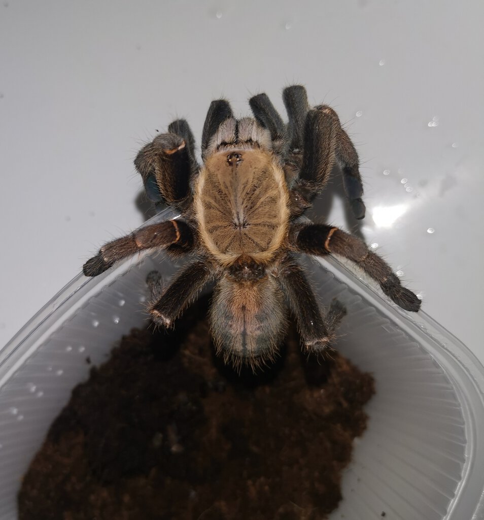 Cyriopagopus sp. Bach Ma