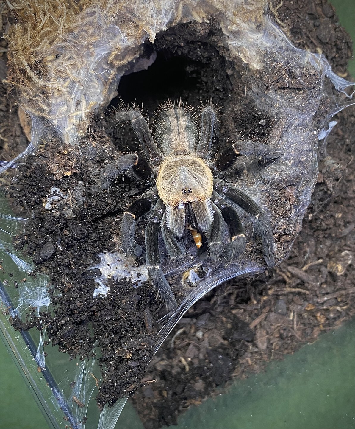 Cyriopagopus sp. "Bach Ma"