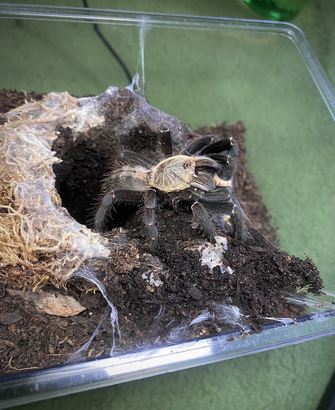 Cyriopagopus sp. "Bach Ma"
