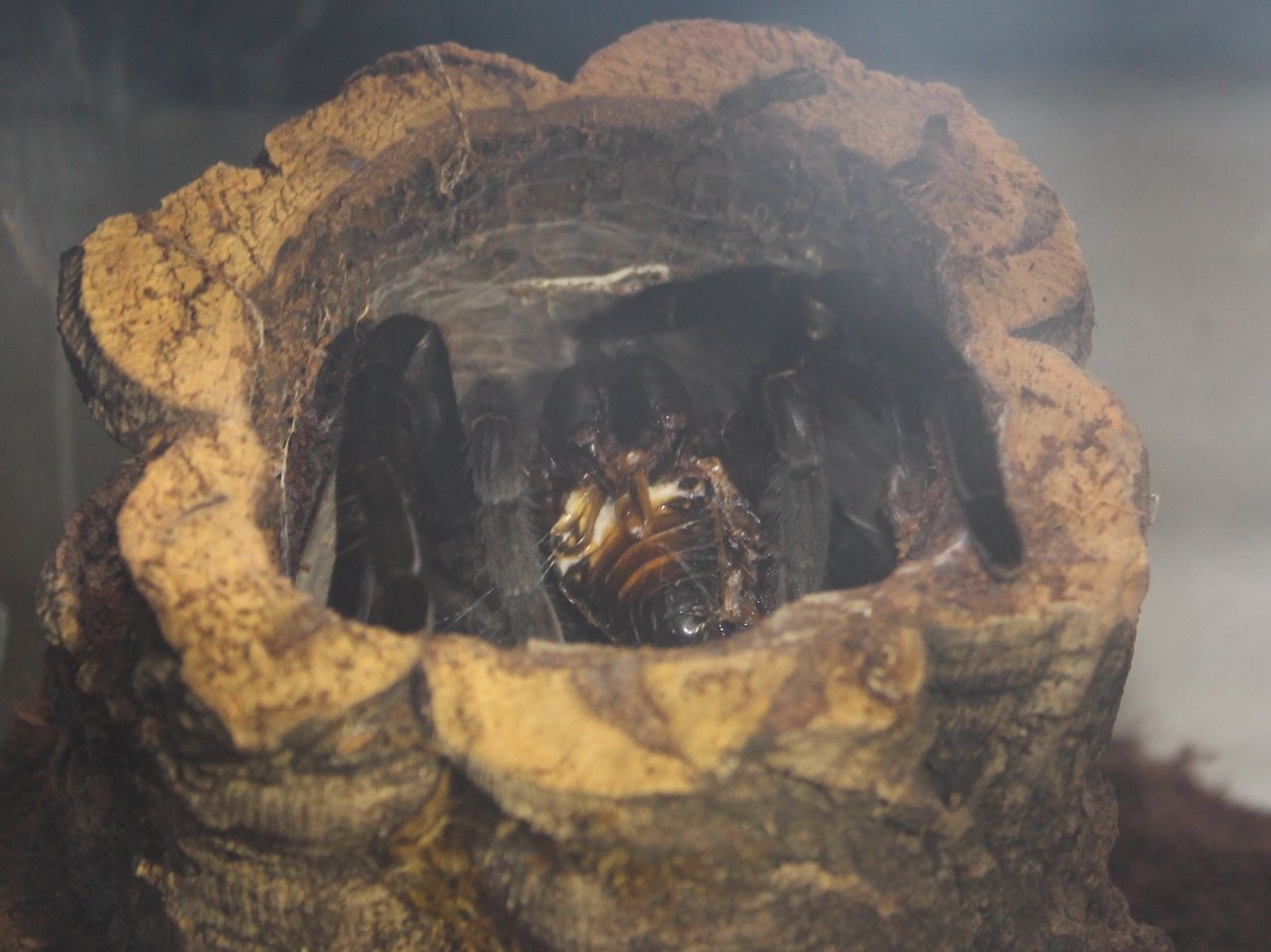 Cyriopagopus sp. big black female.