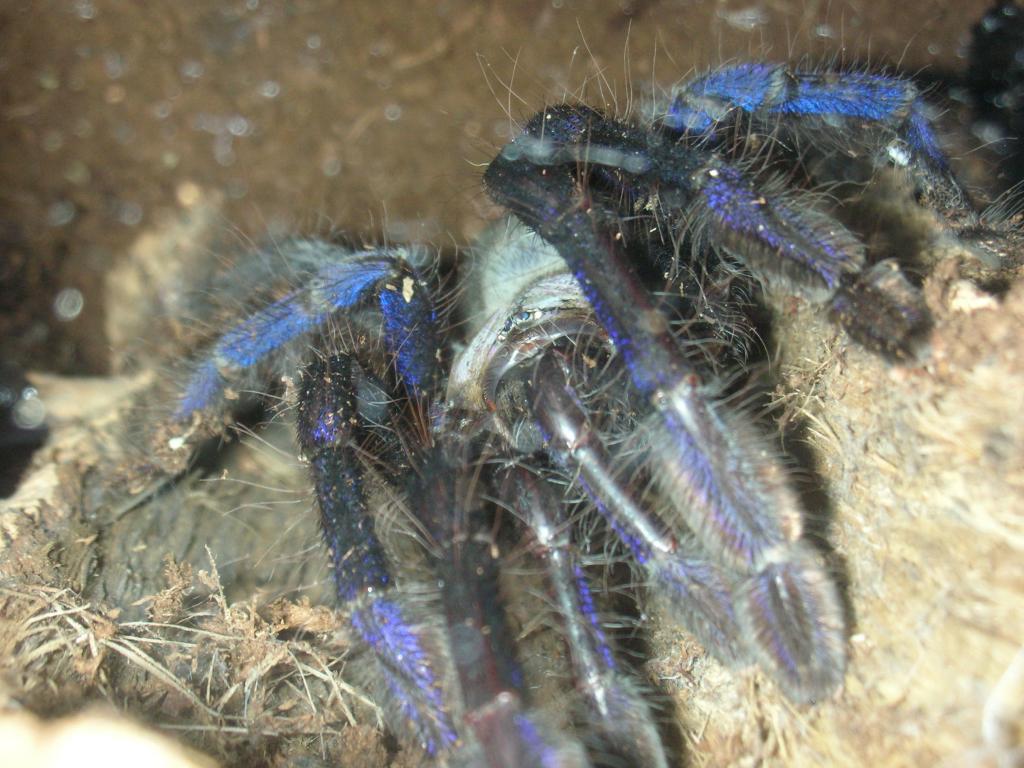 Cyriopagopus sp. "Blue" Female