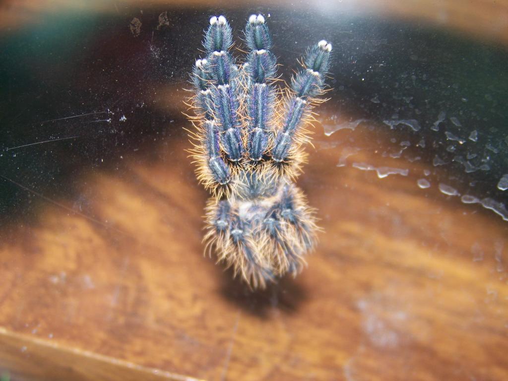 Cyriopagopus sp. "blue" molt