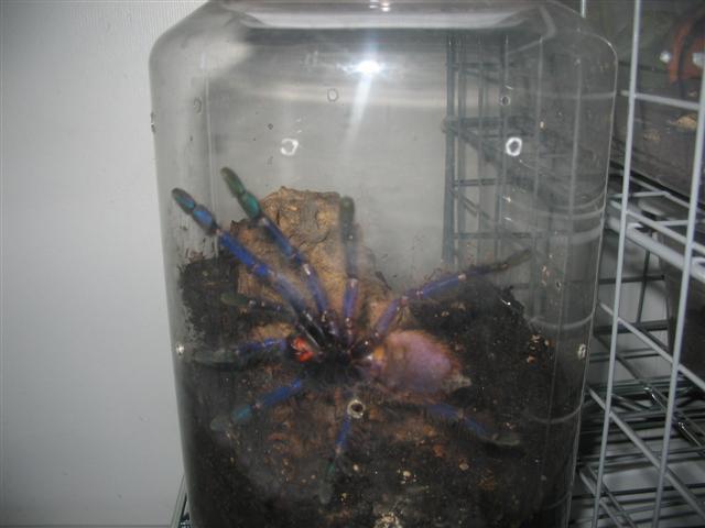 Cyriopagopus sp. "blue"