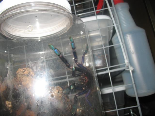 Cyriopagopus sp. "blue"