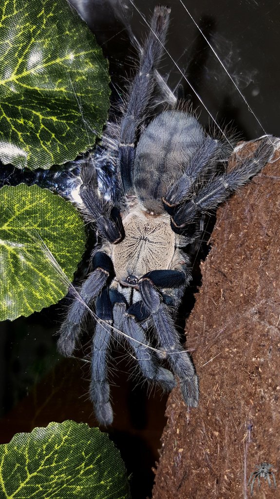 Cyriopagopus sp. "Hati Hati" (Hati Hati Purple Earth Tiger)