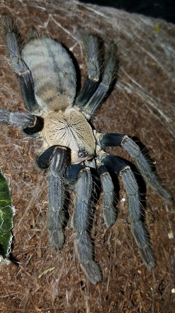 Cyriopagopus sp. "Hati Hati" (Hati Hati Purple Earth Tiger)