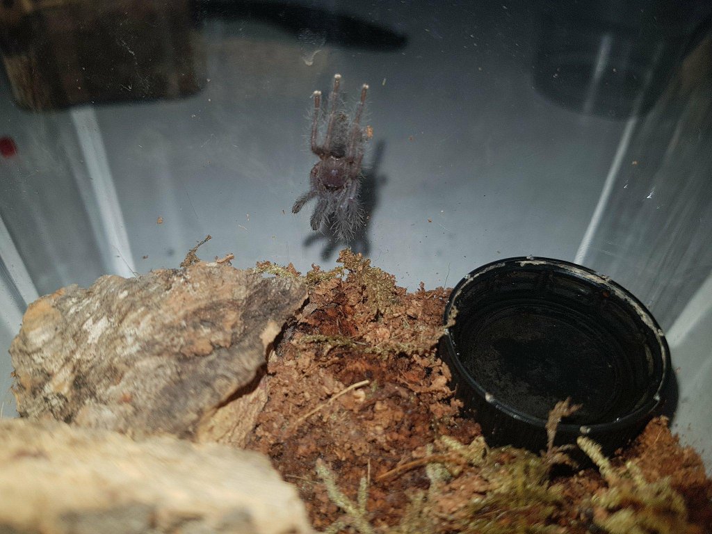 Cyriopagopus sp Hati Hati