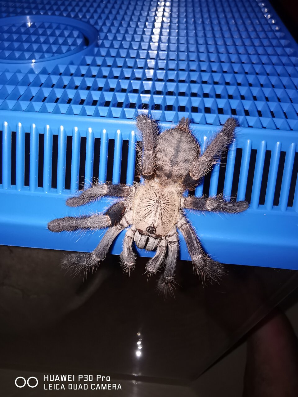 Cyriopagopus sp. "Hati Hati"