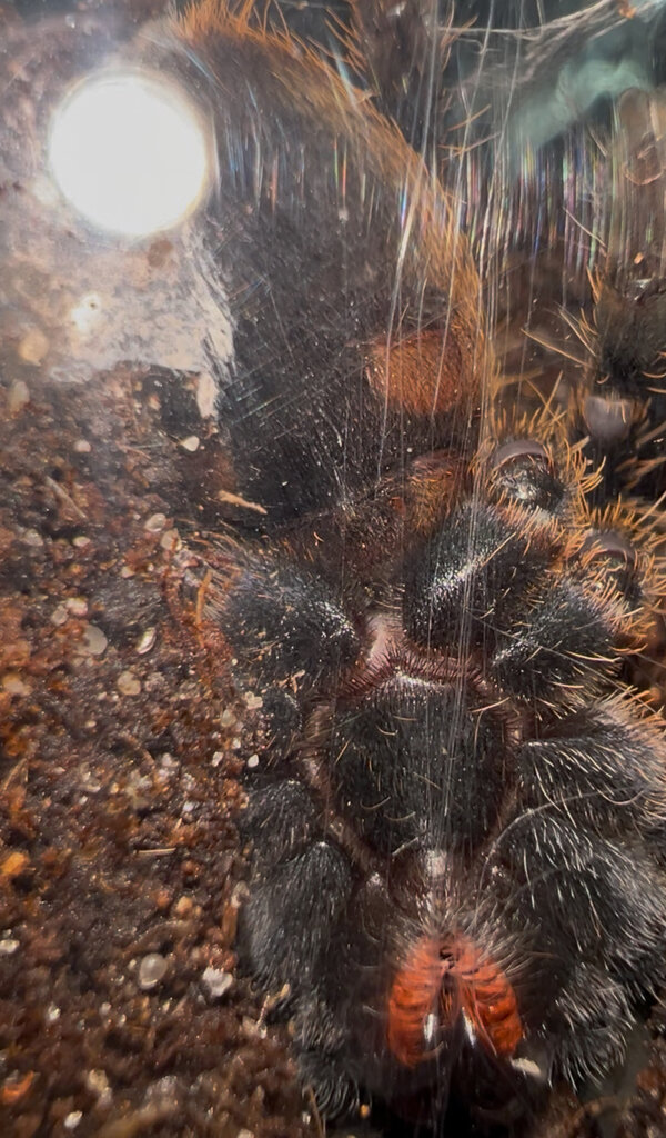 Cyriopagopus sp Purple Zebra Sexing