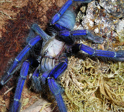 Cyriopagopus sp. "Singapore Blue" 7" Female